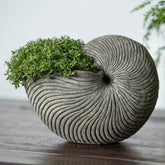 Photo of Campania Ammonite Planters - Exclusively Campania